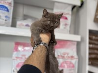 Cinnamon british shorthair bebekler