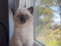 Şık Çikolata Point British Shorthair