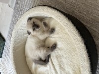 Dünyalar güzeli scottish fold yavrularımı sahiplendiriyorum