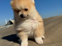 Pomeranian 2 aylık yavrular
