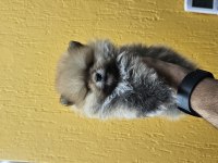 2 AYLIK ERKEK POMERANİAN BOO