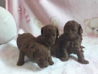 Aşılı Toy Poodle Yavrularımız