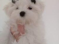 Muhteşem maltese