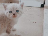 British shorthair yavru kediler