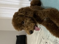 Köpeğimiz Nabi yuvasını arıyor
