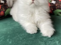 2 aylık biblo gibi yavru british longhair