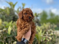 Red brown toy poodle bebekler