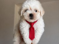 O Numara Maltipoo