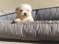Teslime hazır maltese terrier yavrular