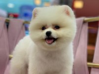 Orijinal yavru pomeranian boo