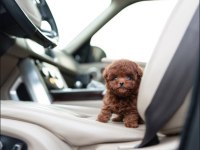 Özel Seçilmiş Poodle Yavrusu