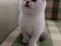 Güzel scottish fold kızım 29 ağustos doğumlu blue point