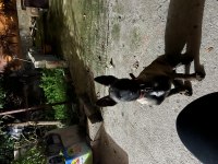 Belçika kurdu 4 aylık