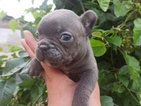 French Bulldog Yavrularımız Bursa Türkiye Tüm İller