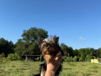 Yorkshire Terrier Teacup Bebekler