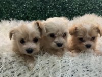 MALTİPOO BEBEKLERİ