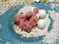 ANTALYA EV ÜRETİMİ RENK GÜZELİ YAVRU MUHABBET KUŞLARI