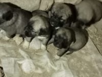 Saf kangal köpeği yerlisinden