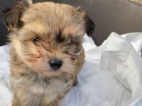 (SDK) çiftlikten sevimli Morkie yavrular