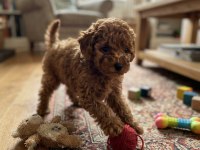 Toy Poodle Yavru Köpeğimiz