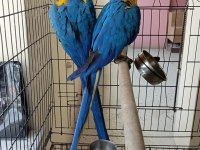 Macaw dişi ve erkek çiftler mevcut