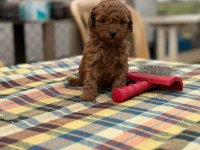 Kore toy poodle yavrular