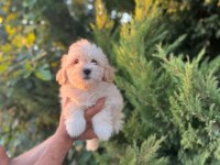 Maltipoo Yavrularımızı Canlı Görerek Alabilirsiniz