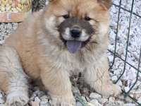 KÖPEKLERİMİZ 50 GÜNLÜKLER A KALİTE
