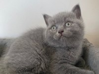 3 Aylık Dişi British Shorthair