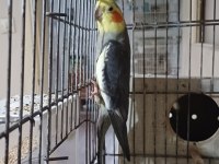 Konuşur erkek sultan papağanı