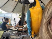 Oyun Hamuru Macaw Papağanı