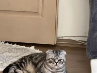 Scottish Fold Kedisi Sahiplendirme