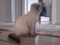 Scottish Fold Blue Point Erkek Yavru