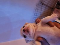 Orijinal elma kafa chihuahua yavruları erkek