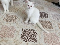 Çinkomuza yeni yuva scottish fold