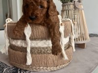 RED BROWN TOY POODLE BEBEKLER
