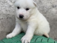 Kar beyaz samoyed yavrular ırk ve sağlık garantili