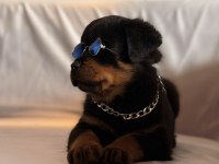 A Şecereli Erkek Rottweiler Yavrularım