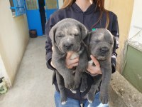 Orjinal A Kalite Cane Corso