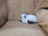British shorthair çikolata point kızımız