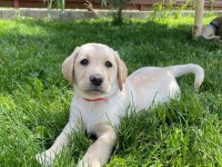 Safkan golden retriever bebekler