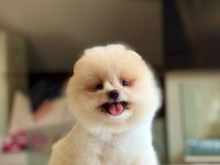 ORJİNAL TATLI POMERANİAN BOO KÖPEĞİMİZ