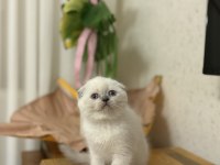 SCOTTISH FOLD YAVRULARIM 