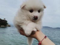 50 günlük pomeranian yavrular