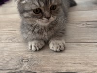 Scottish Fold 2 Aylık