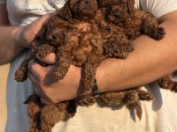 Aşılı Çiş Eğitimli Toy Poodle Bebekler 