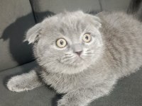 Scottish fold bebişler yeni yuvalarını arıyor