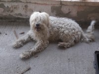 Damızlık Maltese terrier kızımız 18 aylık