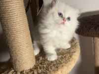 British longhair ay1233 dişi