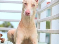 Özel renk albino doberman